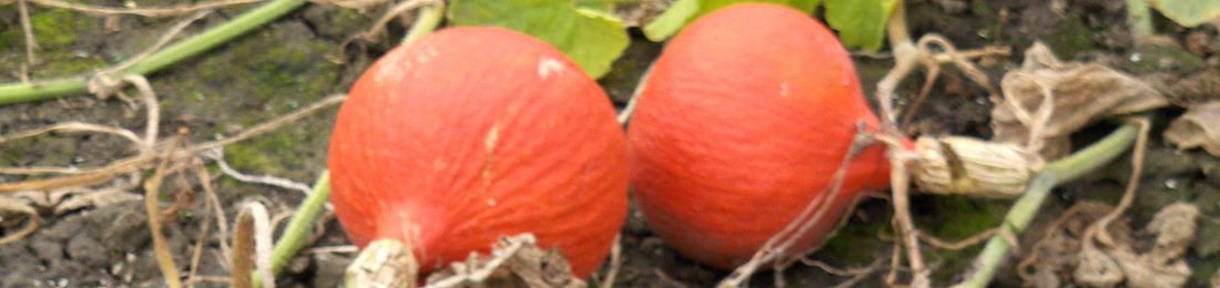 f8889c_f397f5ca0902464da2bd4b51cbdbf660